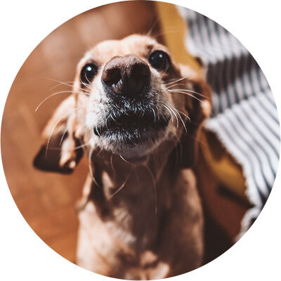 perro mirando hacia arriba